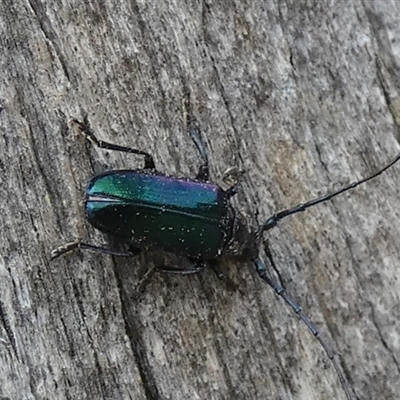 Phaolus metallicus (Longhorn beetle) at Borough, NSW - 11 Jan 2025 by Paul4K