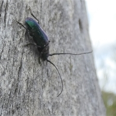 Phaolus metallicus at suppressed - 12 Jan 2025