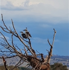 Dacelo novaeguineae (Laughing Kookaburra) at Bowning, NSW - 12 Jan 2025 by Maren