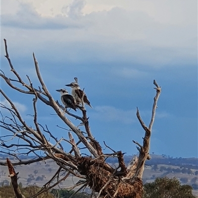 Dacelo novaeguineae (Laughing Kookaburra) at Bowning, NSW - 12 Jan 2025 by Maren