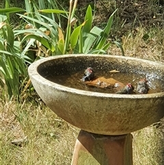 Neochmia temporalis (Red-browed Finch) at Bowning, NSW - 11 Jan 2025 by Maren