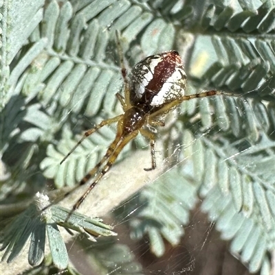 Theridion sp. (genus) at Ainslie, ACT - 12 Jan 2025 by Pirom