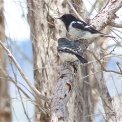 Melanodryas cucullata cucullata (Hooded Robin) at Tharwa, ACT - 11 Jan 2025 by BenW