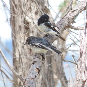 Melanodryas cucullata cucullata at Tharwa, ACT - suppressed