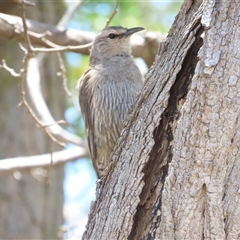 Climacteris picumnus victoriae (Brown Treecreeper) at Tharwa, ACT - 11 Jan 2025 by BenW