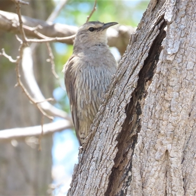 Climacteris picumnus victoriae (Brown Treecreeper) at Tharwa, ACT - 11 Jan 2025 by BenW