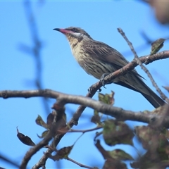 Acanthagenys rufogularis (Spiny-cheeked Honeyeater) at Kambah, ACT - 12 Jan 2025 by BenW