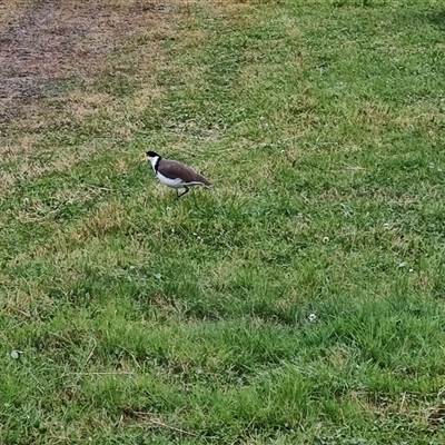 Vanellus miles (Masked Lapwing) at Cygnet, TAS - 12 Jan 2025 by LyndalT