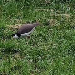 Vanellus miles at Cygnet, TAS - 12 Jan 2025 08:33 PM