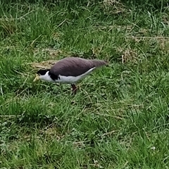 Vanellus miles at Cygnet, TAS - 12 Jan 2025 08:33 PM