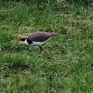 Vanellus miles at Cygnet, TAS - 12 Jan 2025 08:33 PM