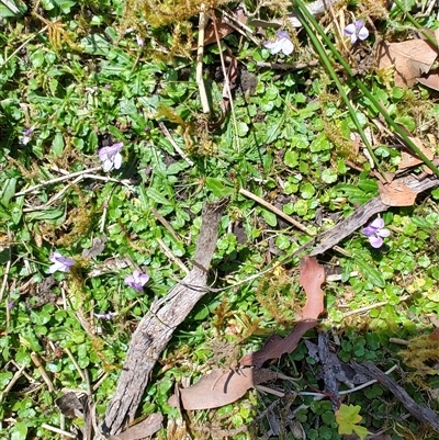 Lobelia sp. at Hastings, TAS - 10 Jan 2025 by LyndalT