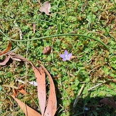 Wahlenbergia sp. (Bluebell) at Hastings, TAS - 10 Jan 2025 by LyndalT