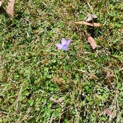 Wahlenbergia sp. at Hastings, TAS - 10 Jan 2025 12:46 PM