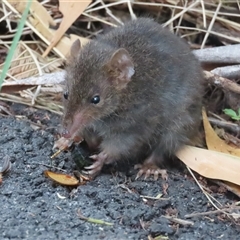 Antechinus agilis at Kambah, ACT - 12 Jan 2025 by BenW