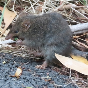 Antechinus agilis at Kambah, ACT - 12 Jan 2025 05:31 PM