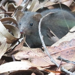 Antechinus mimetes mimetes (Dusky Antechinus) at Paddys River, ACT - 12 Jan 2025 by BenW