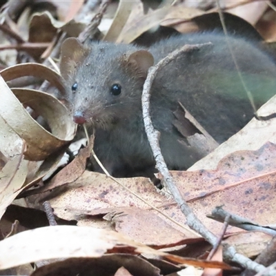 Antechinus mimetes mimetes (Dusky Antechinus) at Paddys River, ACT - 12 Jan 2025 by BenW