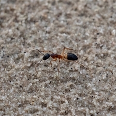 Camponotus consobrinus (Banded sugar ant) at Barmera, SA - 15 Jun 2022 by AlisonMilton