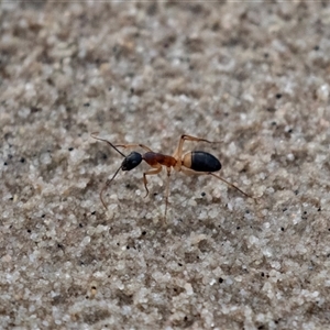 Camponotus consobrinus at Barmera, SA - 15 Jun 2022 05:59 PM