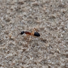 Camponotus consobrinus at Barmera, SA - 15 Jun 2022 05:59 PM