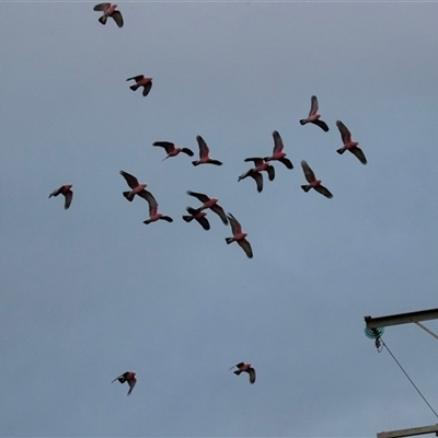 Eolophus roseicapilla (Galah) at Barmera, SA - 15 Jun 2022 by AlisonMilton