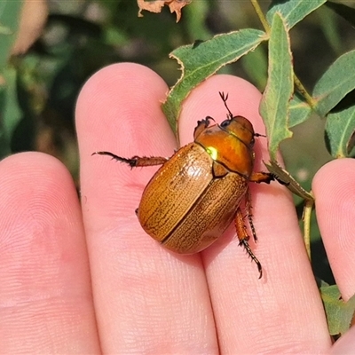 Anoplognathus brunnipennis (Green-tailed Christmas beetle) at Palerang, NSW - 12 Jan 2025 by clarehoneydove