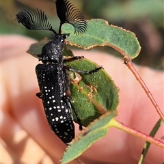 Rhipicera (Agathorhipis) femorata (Feather-horned beetle) at Palerang, NSW - 12 Jan 2025 by clarehoneydove