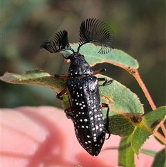 Rhipicera (Agathorhipis) femorata at Palerang, NSW - 12 Jan 2025