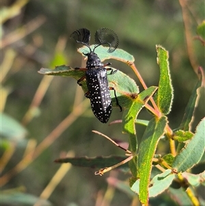 Rhipicera (Agathorhipis) femorata at Palerang, NSW - 12 Jan 2025