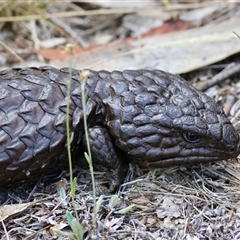 Tiliqua rugosa (Shingleback Lizard) at Bungendore, NSW - 12 Jan 2025 by LisaH