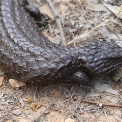 Tiliqua rugosa at Bungendore, NSW - 12 Jan 2025