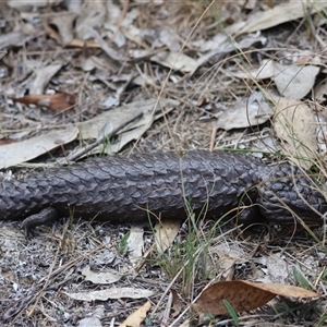 Tiliqua rugosa at Bungendore, NSW - 12 Jan 2025