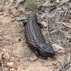 Tiliqua rugosa at Bungendore, NSW - 12 Jan 2025