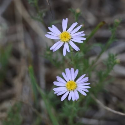 Brachyscome rigidula (Hairy Cut-leaf Daisy) at Bungendore, NSW - 12 Jan 2025 by LisaH