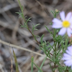 Brachyscome rigidula at Bungendore, NSW - 12 Jan 2025 04:24 PM