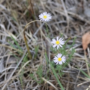 Brachyscome rigidula at Bungendore, NSW - 12 Jan 2025 04:24 PM