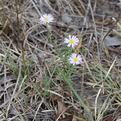 Brachyscome rigidula at Bungendore, NSW - 12 Jan 2025 04:24 PM