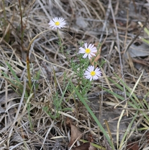 Brachyscome rigidula at Bungendore, NSW - 12 Jan 2025 04:24 PM