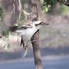 Dacelo novaeguineae at Faulconbridge, NSW - 26 Jul 2022 by AlisonMilton