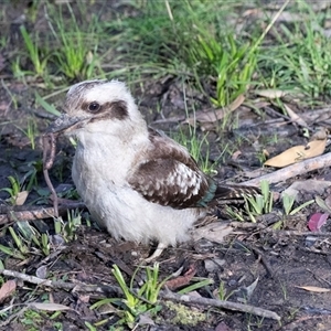 Dacelo novaeguineae at Faulconbridge, NSW - 26 Jul 2022 03:50 PM