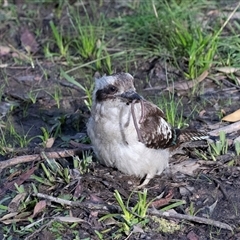 Dacelo novaeguineae at Faulconbridge, NSW - 26 Jul 2022 03:50 PM