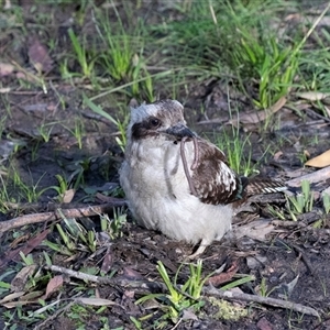 Dacelo novaeguineae at Faulconbridge, NSW - 26 Jul 2022 03:50 PM