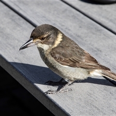 Cracticus torquatus (Grey Butcherbird) at Katoomba, NSW - 27 Jul 2022 by AlisonMilton