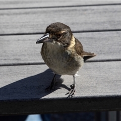 Cracticus torquatus at Katoomba, NSW - 27 Jul 2022 12:41 PM