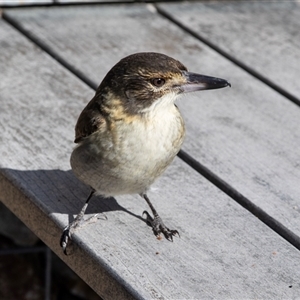 Cracticus torquatus at Katoomba, NSW - 27 Jul 2022 12:41 PM