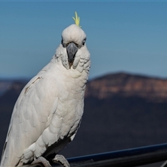 Cacatua galerita at Katoomba, NSW - 27 Jul 2022 by AlisonMilton