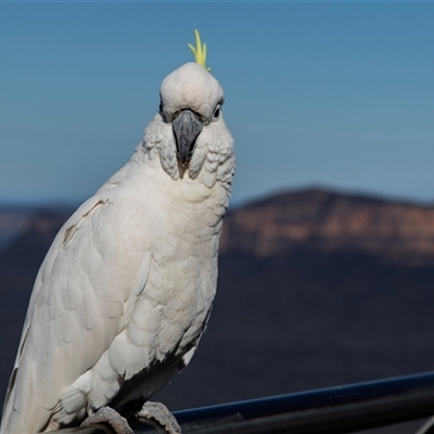 Cacatua galerita (Sulphur-crested Cockatoo) at Katoomba, NSW - 27 Jul 2022 by AlisonMilton