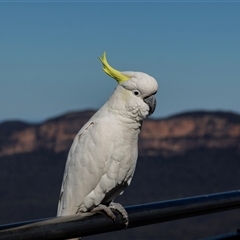 Cacatua galerita at Katoomba, NSW - 27 Jul 2022 01:46 PM