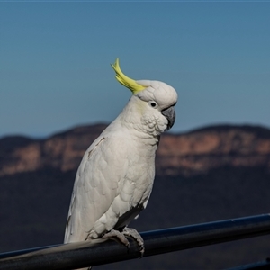 Cacatua galerita at Katoomba, NSW - 27 Jul 2022 01:46 PM